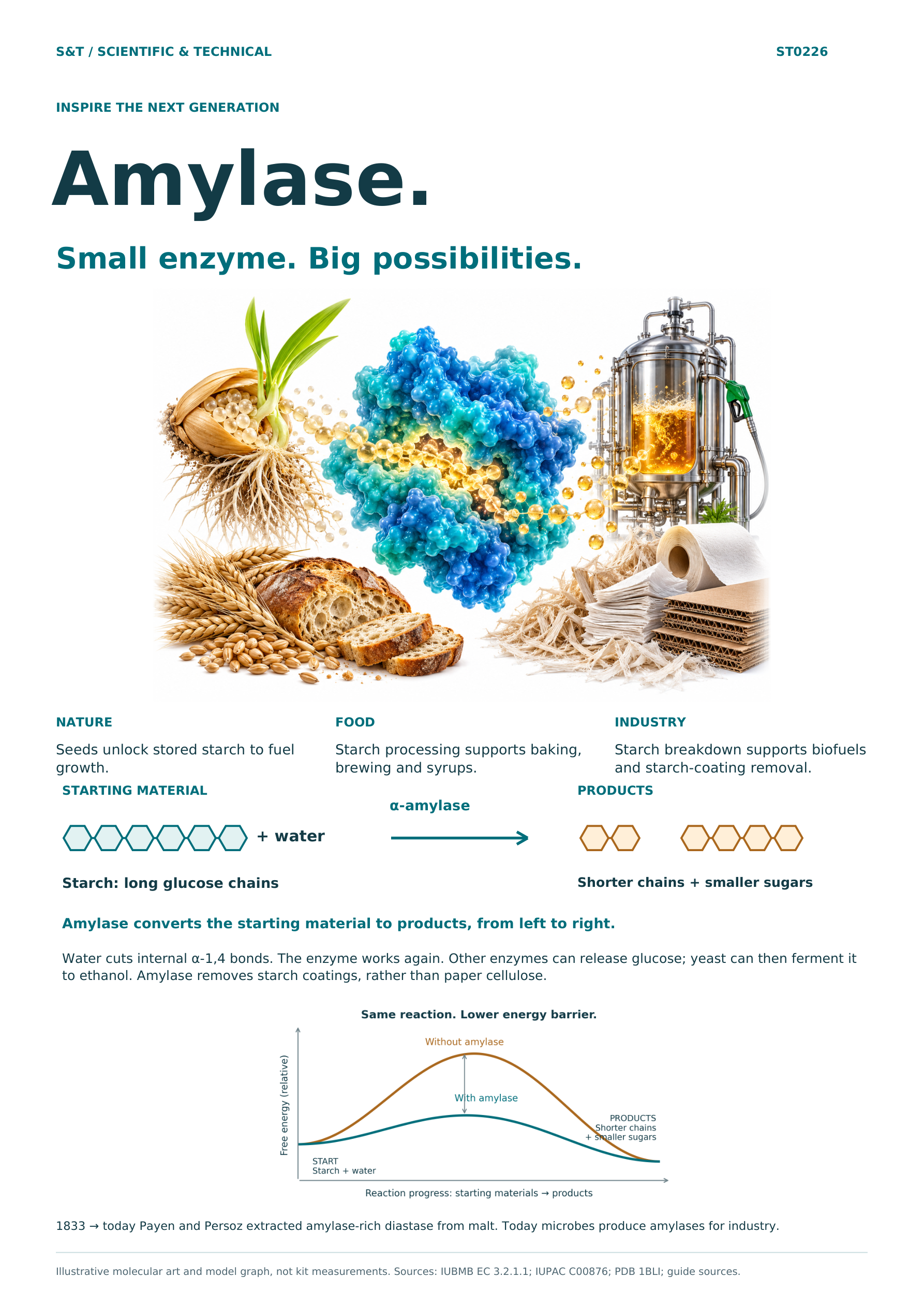 Amylase discovery poster: starch hydrolysis, a real protein structure, history, food, recycling and biofuels