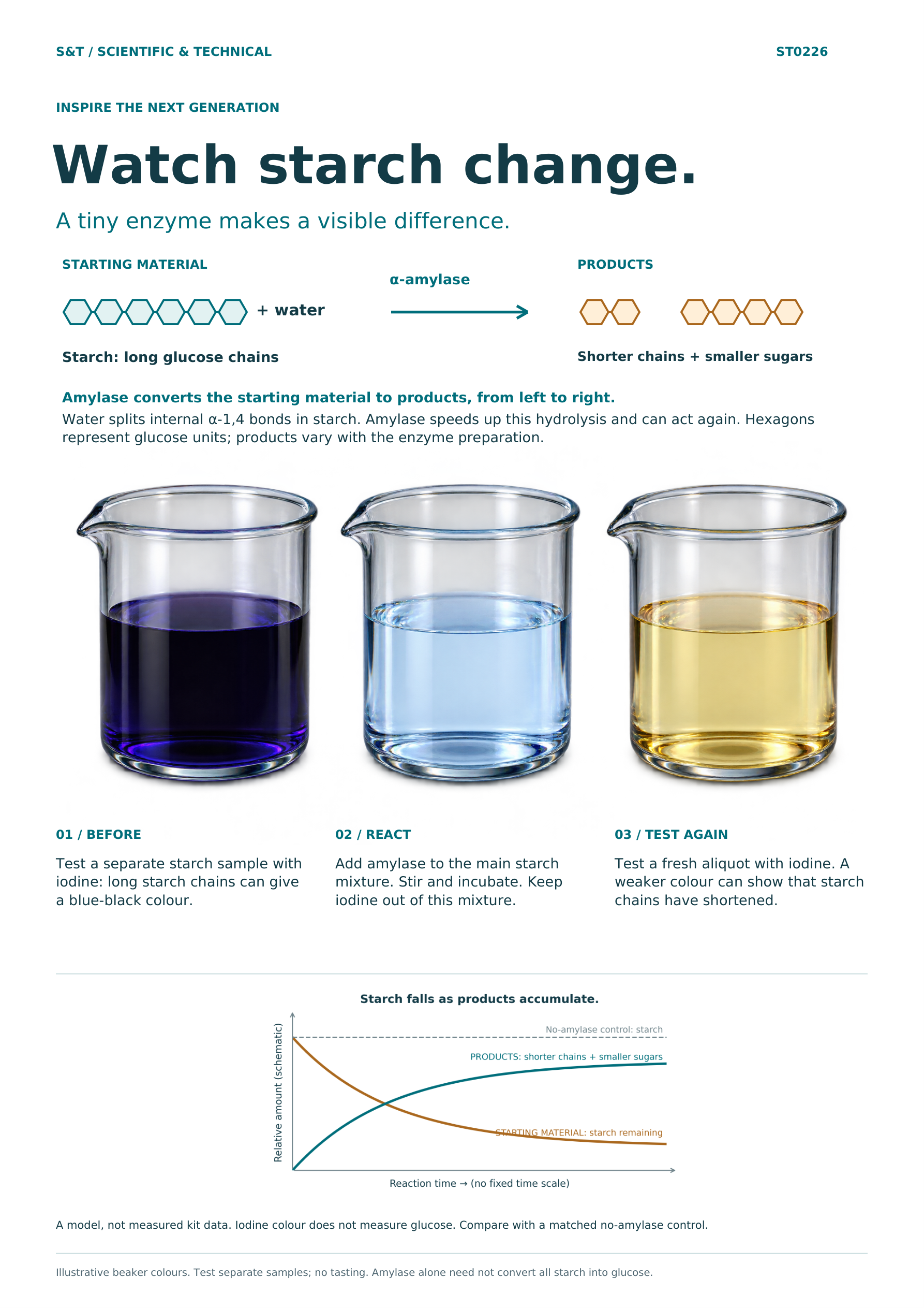 Amylase educational poster showing starch-chain hydrolysis, separate iodine samples and key learning points