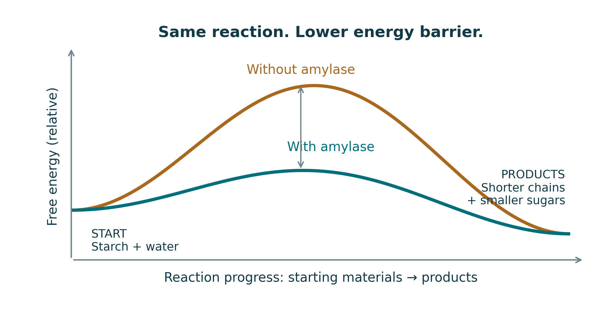 Teaching schematics of lower activation energy with amylase and initial-rate saturation at increasing starch concentrations